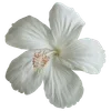 🌺 Эмодзи «Hibiscus Flower» для Telegram