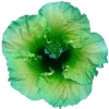 🌺 Эмодзи «Hibiscus Flower» для Telegram