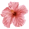 🌺 Эмодзи «Hibiscus Flower» для Telegram