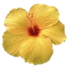 🌺 Эмодзи «Hibiscus Flower» для Telegram