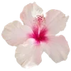 🌺 Эмодзи «Hibiscus Flower» для Telegram