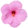 🌺 Эмодзи «Hibiscus Flower» для Telegram