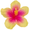 🌺 Эмодзи «Hibiscus Flower» для Telegram
