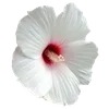 🌺 Эмодзи «Hibiscus Flower» для Telegram