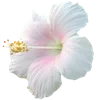 🌺 Эмодзи «Hibiscus Flower» для Telegram