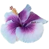 🌺 Эмодзи «Hibiscus Flower» для Telegram