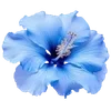🌺 Эмодзи «Hibiscus Flower» для Telegram