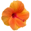🌺 Эмодзи «Hibiscus Flower» для Telegram