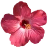 🌺 Эмодзи «Hibiscus Flower» для Telegram