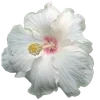 🌺 Эмодзи «Hibiscus Flower» для Telegram