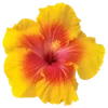 🌺 Эмодзи «Hibiscus Flower» для Telegram