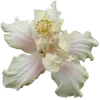 🌺 Эмодзи «Hibiscus Flower» для Telegram