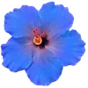 🌺 Эмодзи «Hibiscus Flower» для Telegram