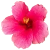 🌺 Эмодзи «Hibiscus Flower» для Telegram
