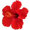 🌺 Эмодзи «Hibiscus Flower» для Telegram