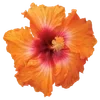 🌺 Эмодзи «Hibiscus Flower» для Telegram