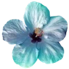 🌺 Эмодзи «Hibiscus Flower» для Telegram
