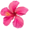 🌺 Эмодзи «Hibiscus Flower» для Telegram