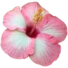 🌺 Эмодзи «Hibiscus Flower» для Telegram