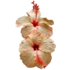 🌺 Эмодзи «Hibiscus Flower» для Telegram