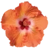 🌺 Эмодзи «Hibiscus Flower» для Telegram