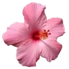 Эмодзи Hibiscus Flower для Telegram — скачать