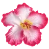 🌺 Эмодзи «Hibiscus Flower» для Telegram