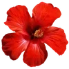 🌺 Эмодзи «Hibiscus Flower» для Telegram