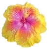 🌺 Эмодзи «Hibiscus Flower» для Telegram