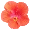 🌺 Эмодзи «Hibiscus Flower» для Telegram