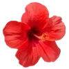 🌺 Эмодзи «Hibiscus Flower» для Telegram