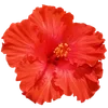 🌺 Эмодзи «Hibiscus Flower» для Telegram