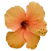 🌺 Эмодзи «Hibiscus Flower» для Telegram