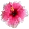 🌺 Эмодзи «Hibiscus Flower» для Telegram