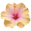 🌺 Эмодзи «Hibiscus Flower» для Telegram