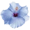 🌺 Эмодзи «Hibiscus Flower» для Telegram