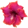 🌺 Эмодзи «Hibiscus Flower» для Telegram