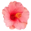 🌺 Эмодзи «Hibiscus Flower» для Telegram