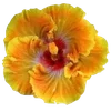 🌺 Эмодзи «Hibiscus Flower» для Telegram