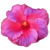 🌺 Эмодзи «Hibiscus Flower» для Telegram
