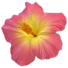 🌺 Эмодзи «Hibiscus Flower» для Telegram