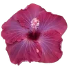 🌺 Эмодзи «Hibiscus Flower» для Telegram