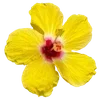 🌺 Эмодзи «Hibiscus Flower» для Telegram