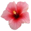 🌺 Эмодзи «Hibiscus Flower» для Telegram