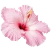 🌺 Эмодзи «Hibiscus Flower» для Telegram