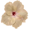 🌺 Эмодзи «Hibiscus Flower» для Telegram