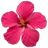 🌺 Эмодзи «Hibiscus Flower» для Telegram