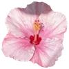 🌺 Эмодзи «Hibiscus Flower» для Telegram