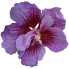 🌺 Эмодзи «Hibiscus Flower» для Telegram