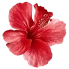 🌺 Эмодзи «Hibiscus Flower» для Telegram